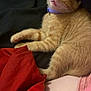 kitten, cat, orange_tabby, sleepy, collar, pet, feline, resting, blanket, red_blanket, tattoo, human_arm, pink_clothing, closeup, indoor, cozy, fur, paw, whiskers, relaxed