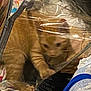 kitten, orange_cat, plastic_bag, paw, blur, indoor, fabric, colorful, pet, young_cat, feline, domestic_animal, curious, close_up, soft_texture, small_animal, cage_like, confined, animal_behavior, household