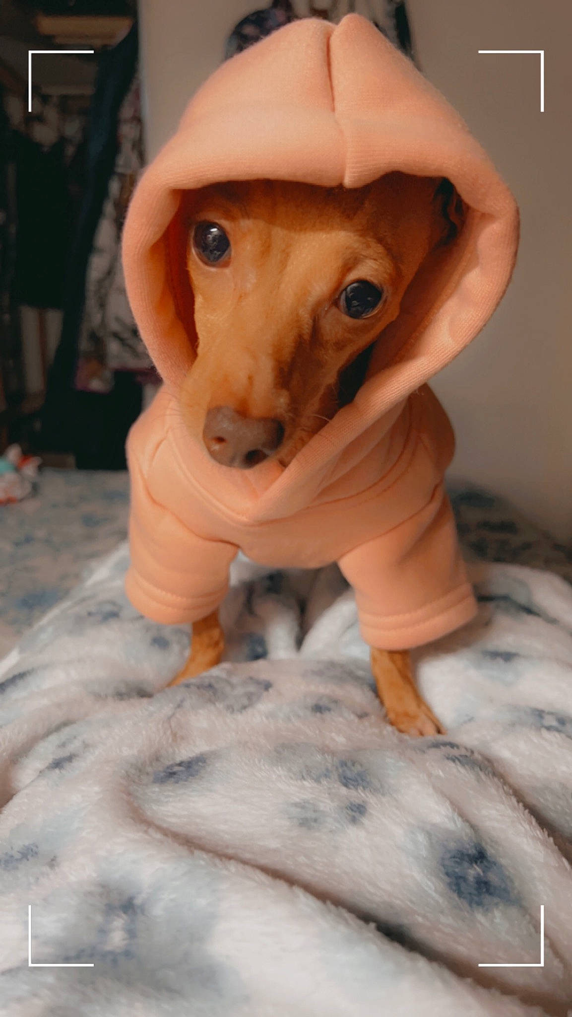 Renesmae is registered to the contest to win money with this photo: companion_dog, dog_breed, fawn, flooring, fur, snout, terrestrial_animal, toy, whiskers, wood, working_animal