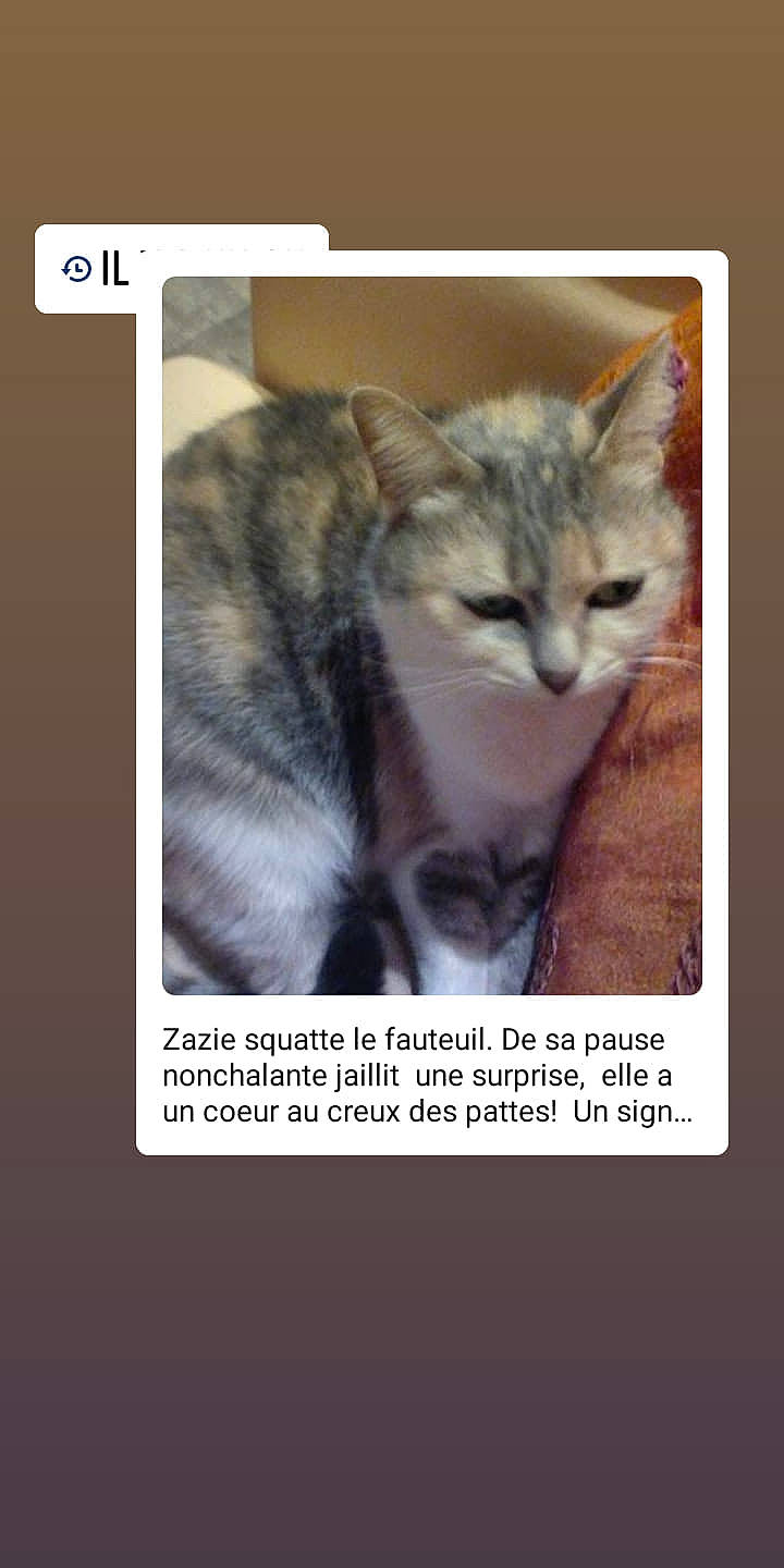 Zazie a rejoint le concours — aidez-le/la à gagner de superbes lots ! carnivore, cat, colorfulness, curious, domestic_short_haired_cat, felidae, fur, internet_meme, iris, kitten, organism, pet_supply, photo_caption, small_to_medium_sized_cats, snout, terrestrial_animal, vertebrate, whiskers