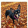 dog, small_dog, black_and_tan, large_ears, pink_collar, autumn_leaves, fall, leaf_covered_ground, portrait, painting, art, outdoor, animal, pet, canine, nature, season, colorful, background, phone_screen