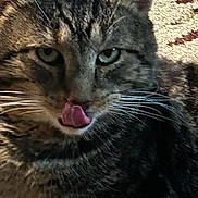 Yumyum joined the competition — help win amazing prizes! animal, cat, close_up, cute, domestic_cat, expression, eyes, face, feline, fur, indoor, mammal, pet, playful, portrait, tabby, tabby_cat, tongue, tongue_out, whiskers