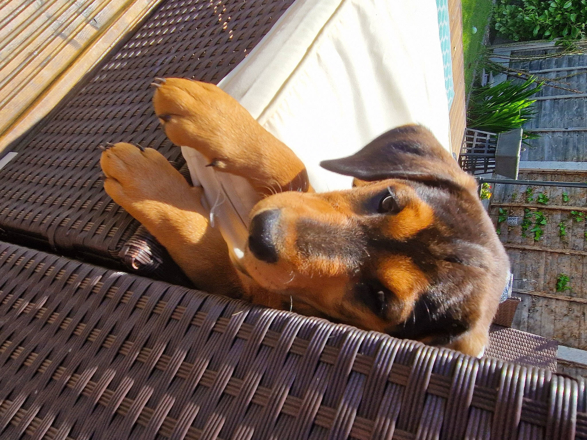 Juniper is registered to the contest to win money with this photo: canidae, carnivore, companion_dog, dog, dog_breed, fawn, felidae, fur, guard_dog, pet_supply, pinscher, plant, snout, sporting_group, street_dog, tail, whiskers, window, wood, working_animal