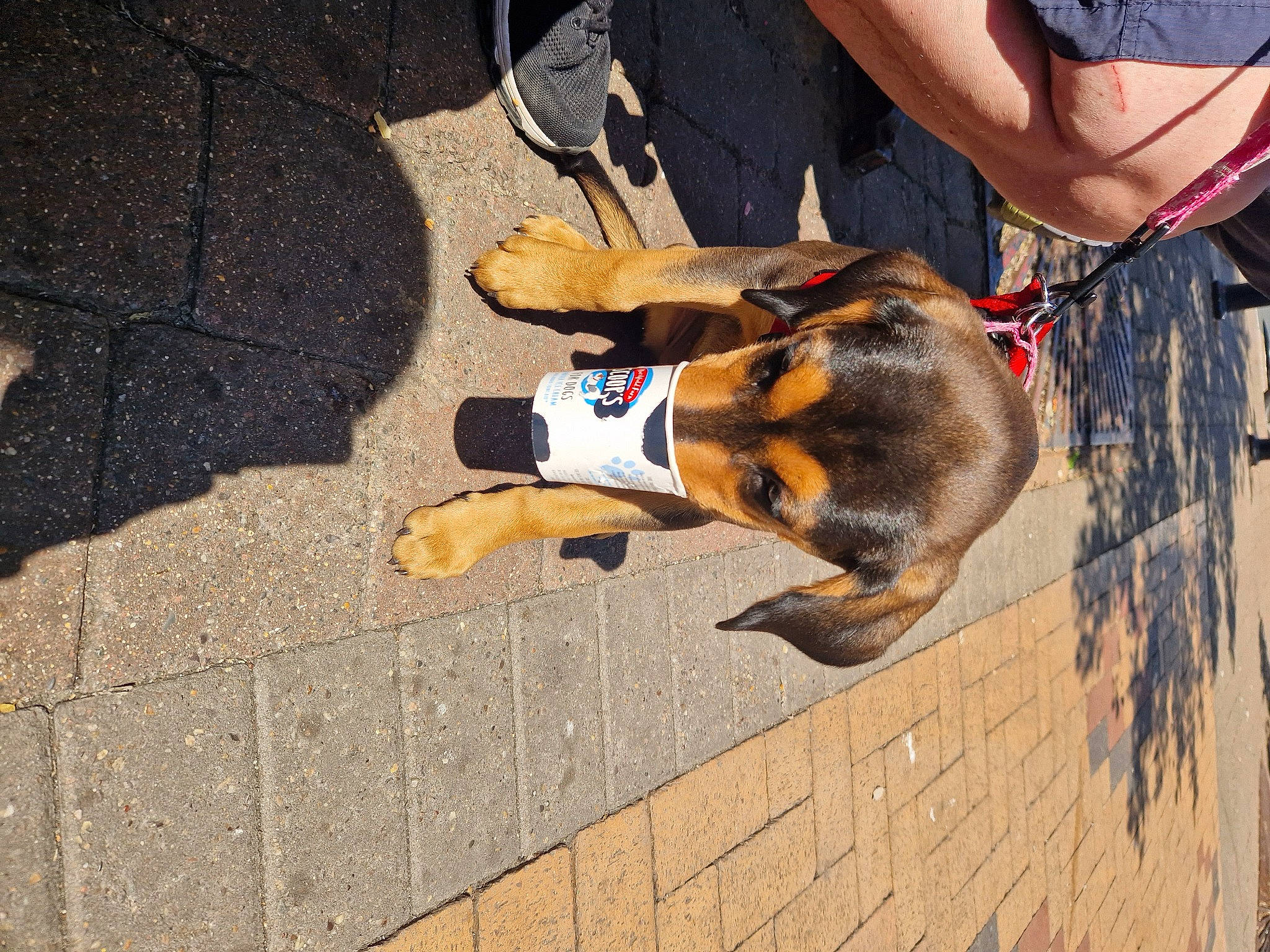Juniper is registered to the contest to win money with this photo: asphalt, carnivore, companion_dog, dog, dog_breed, fawn, flooring, foot, fur, human_leg, leash, leg, road_surface, shadow, shoe, sidewalk, sneakers, snout, sporting_group, thigh