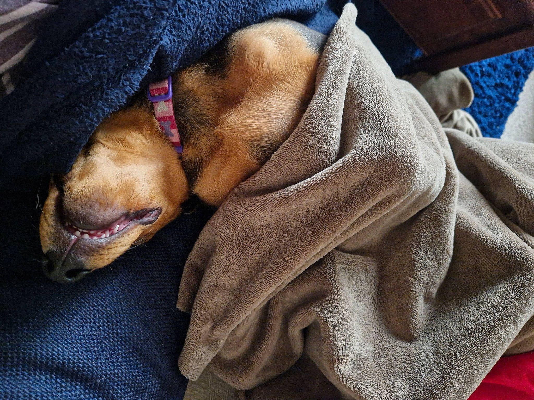 Juniper is registered to the contest to win money with this photo: canidae, carnivore, collar, comfort, companion_dog, dog, dog_breed, fawn, fur, guard_dog, jaw, linens, liver, pet_supply, polar_fleece, snout, sporting_group, whiskers, working_animal, wrinkle