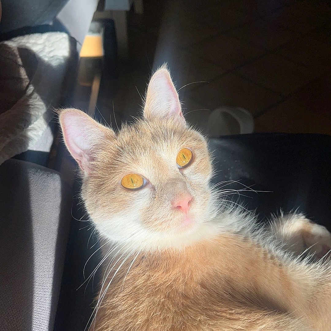 Nala a rejoint le concours — aidez-le/la à gagner de superbes lots ! animal, cat, closeup, couch, cozy, cute, domestic_cat, ears, eyes, feline, fur, home, indoor, mammal, orange_cat, pet, portrait, relaxed, sunlight, whiskers