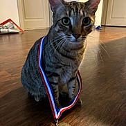 Gaston is registered to the contest to win money with this photo: animal, award, brown, cat, closeup, collar, curious, domestic_cat, eyes, feline, floor, indoor, medal, pet, proud, sitting, stripe, tabby, whiskers, wood