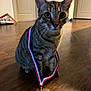 animal, award, brown, cat, closeup, collar, curious, domestic_cat, eyes, feline, floor, indoor, medal, pet, proud, sitting, stripe, tabby, whiskers, wood