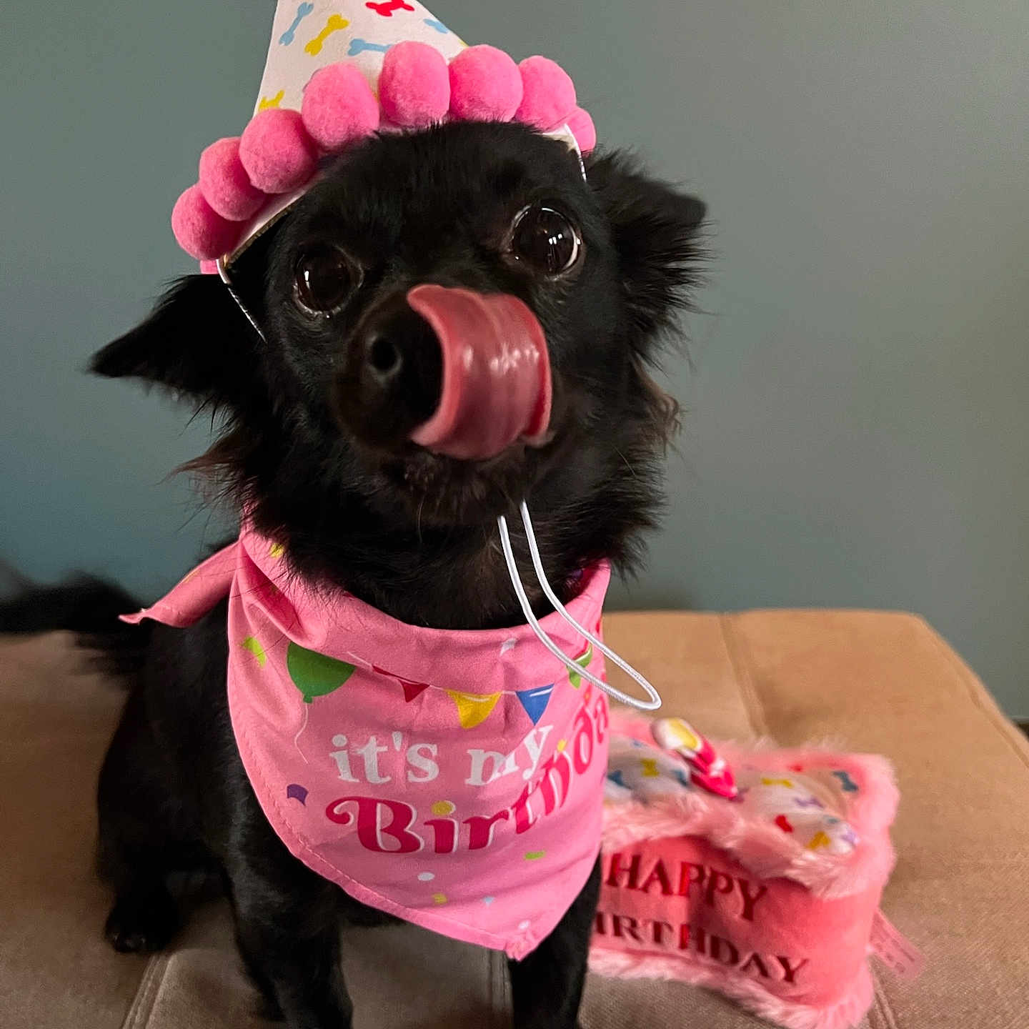 Jet is registered to the contest to win money with this photo: animal, bandana, birthday, birthday_hat, black_dog, celebration, couch, cute, decor, dog, funny_face, fuzzy_cake, happy, indoor, licking_nose, party_hat, pet, pink_bandana, small_dog, tongue_out