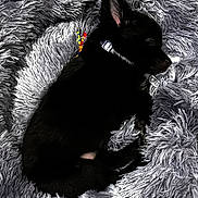 Jet joined the competition — help win amazing prizes! animal, bed, black_fur, closeup, collar, comfort, cozy, cute, dog, fluffy, fur, indoors, pet, puppy, relaxation, rest, sleep, sleeping, snuggle, soft