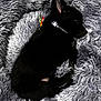animal, bed, black_fur, closeup, collar, comfort, cozy, cute, dog, fluffy, fur, indoors, pet, puppy, relaxation, rest, sleep, sleeping, snuggle, soft