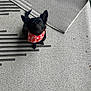 Jet is registered to the contest to win money with this photo: animal, attentive, bandana, black_dog, canine, companion, cozy, cute, dog, domestic, ears, floor, indoor, looking_up, patterned_rug, pet, portrait, rug, small_dog, textured_rug