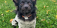Jet joined the competition — help win amazing prizes! animal, attentive, black_dog, car, closeup, collar, cute, daylight, dog, fall, grass, house, lawn, leaf, outdoor, pet, portrait, small_dog, suburban, sweater