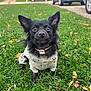 animal, attentive, black_dog, car, closeup, collar, cute, daylight, dog, fall, grass, house, lawn, leaf, outdoor, pet, portrait, small_dog, suburban, sweater