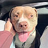 Venom a rejoint le concours — aidez-le/la à gagner de superbes lots ! dog, pit_bull, pet, animal, portrait, car, vehicle, interior, tongue, smiling, happy, sitting, collar, leash, hand, human, sunlight, closeup, road_trip, companion