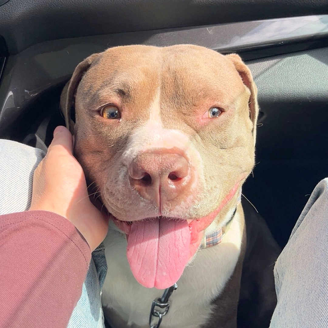 Venom a rejoint le concours — aidez-le/la à gagner de superbes lots ! dog, pit_bull, pet, animal, portrait, car, vehicle, interior, tongue, smiling, happy, sitting, collar, leash, hand, human, sunlight, closeup, road_trip, companion