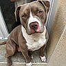 dog, pit_bull, portrait, sitting, doorway, outdoor, brown_fur, white_markings, pink_nose, floppy_ears, paws, gravel, steps, reflection, person, mirror, front_door, serious_expression, pet, animal