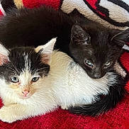 Splinter N Tink Tink is registered to the contest to win money with this photo: kitten, black_cat, white_cat, black_and_white_cat, pet, animal, feline, cute, snuggling, resting, domestic_animal, young_animal, fur, whiskers, ears, eyes, pillow, blanket, indoor, cozy