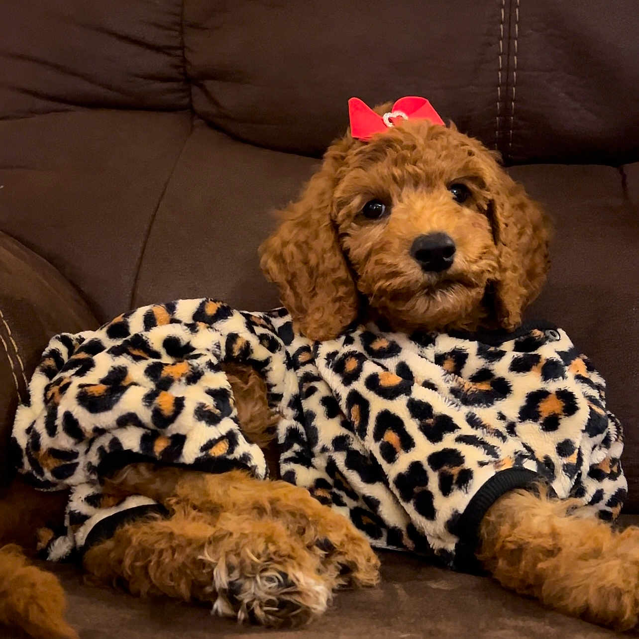 Daisy Mae is registered to the contest to win money with this photo: airedale, animal, architecture, armchair, building, canine, chair, cockerspaniel, couch, cushion, dog, furniture, homedecor, indoors, livingroom, pet, poodle, puppy, room, terrier