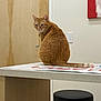 cat, ginger_cat, table, stool, door, wall_art, light_switch, indoor, furniture, animal, pet, curious, orange_fur, seated, looking_back, wooden_door, collar, tail, quiet, room
