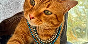 Garfield joined the competition — help win amazing prizes! cat, orange_tabby, beads, necklace, paw, cozy, cat_condo, indoor, window, sunlight, feline, whiskers, curious, pet, cute, animal, fur, green_eyes, relaxed, close_up
