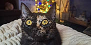 Rasputish joined the competition — help win amazing prizes! cat, tortoiseshell_cat, yellow_eyes, blanket, christmas_tree, colorful_lights, living_room, television, furniture, cozy, indoor, holiday, decorations, pets, closeup, focus, warm_lighting, soft_texture, curious, animal