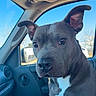 dog, canine, pet, inside_car, car_interior, window, blue_sky, ears, face, fur, animal, muzzle, nose, eyes, seat, dashboard, reflection, daylight, looking, portrait