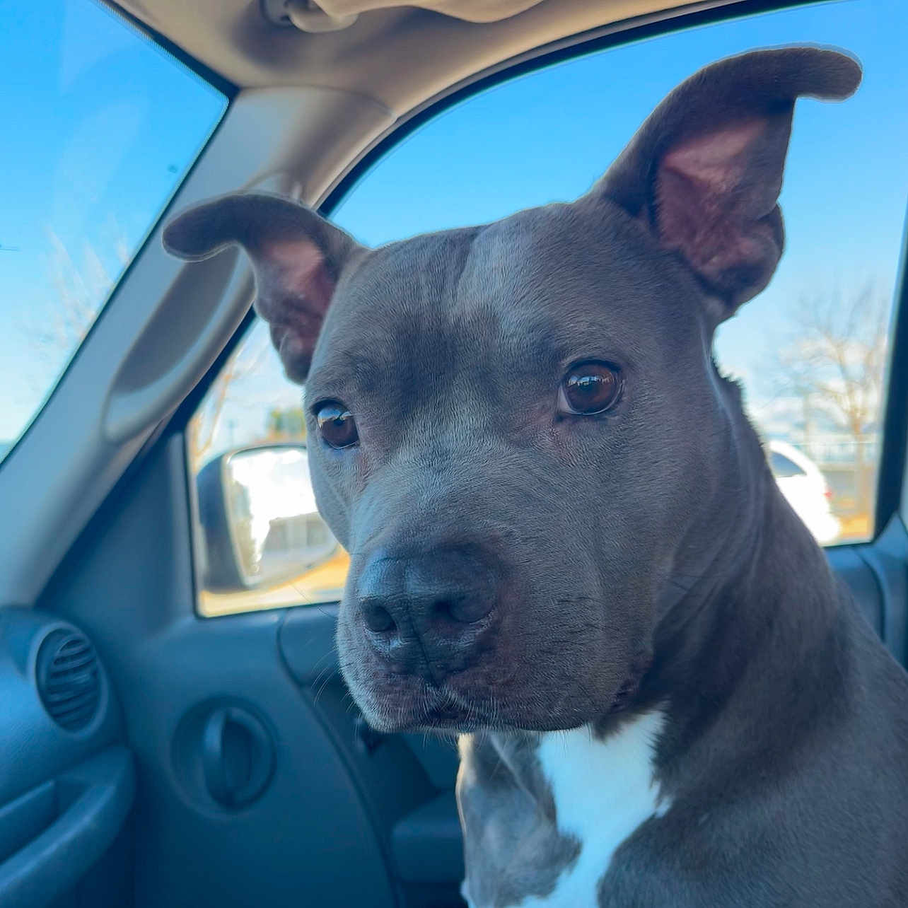Julie Berry joined the competition — help win amazing prizes! dog, canine, pet, inside_car, car_interior, window, blue_sky, ears, face, fur, animal, muzzle, nose, eyes, seat, dashboard, reflection, daylight, looking, portrait