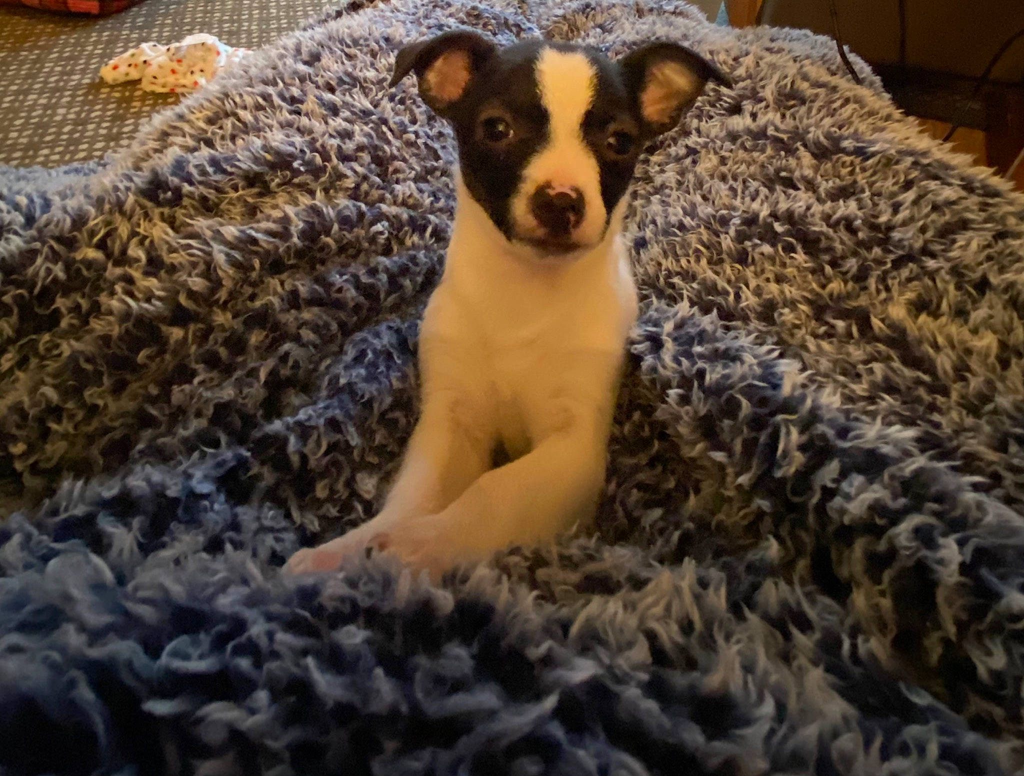 Bandit is registered to the contest to win money with this photo: ancient_dog_breeds, canidae, carnivore, companion_dog, dog, dog_breed, drinkware, fawn, fur, paw, snout, sporting_group, tail, terrestrial_animal, toy_dog, whiskers, wildlife