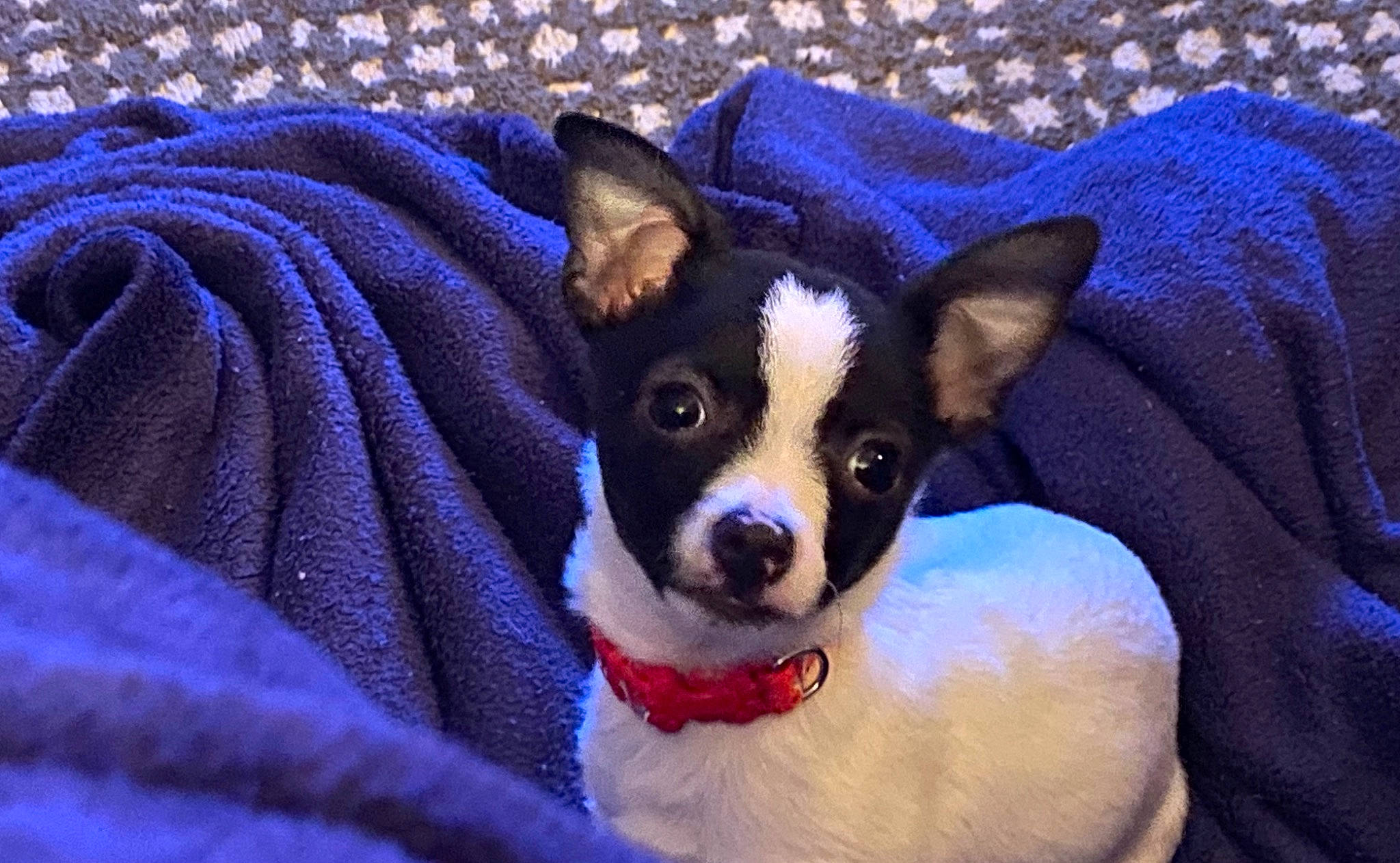 Bandit is registered to the contest to win money with this photo: blue, canidae, carnivore, comfort, companion_dog, corgi_chihuahua, dog, dog_breed, dog_supply, electric_blue, fawn, fur, puppy, snout, sporting_group, terrestrial_animal, terrier, toy_dog, whiskers, working_animal
