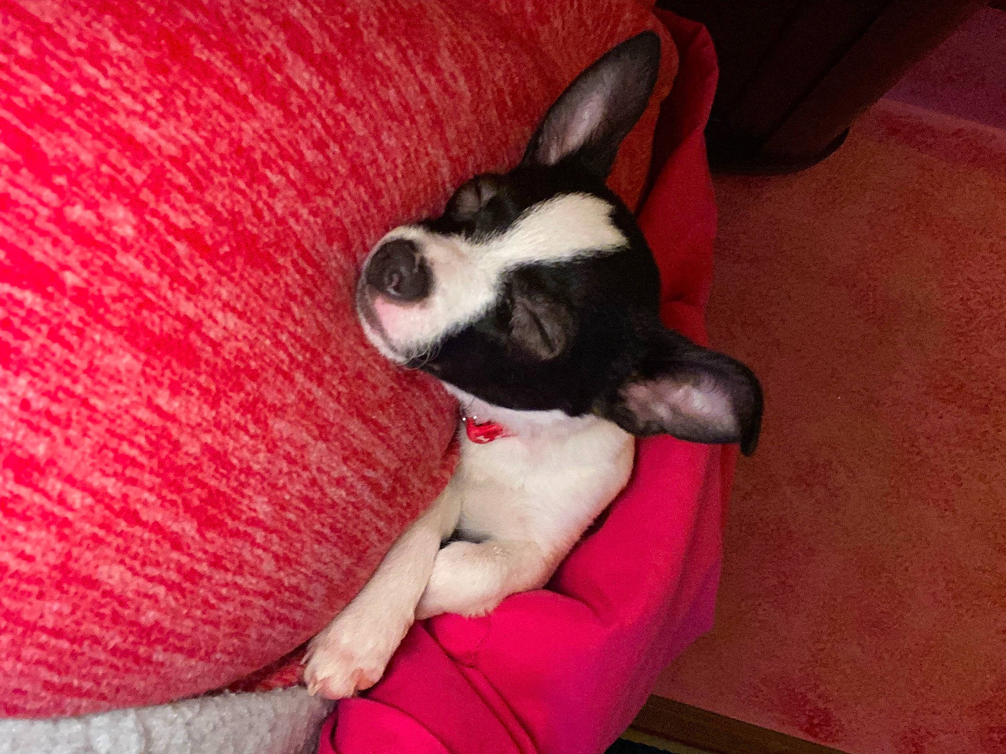 Bandit is registered to the contest to win money with this photo: boston_terrier, carmine, carnivore, comfort, companion_dog, couch, dog, dog_breed, ear, eye, fawn, flowerpot, fur, human_leg, paw, snout, sporting_group, toy_dog, whiskers, working_animal