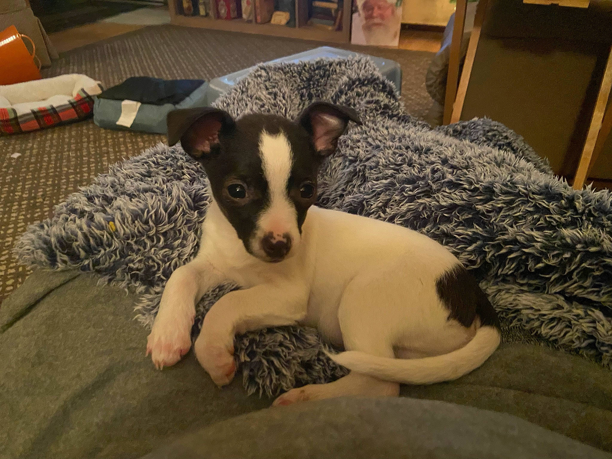 Bandit joined the competition — help win amazing prizes! bookcase, bored, canidae, carnivore, comfort, companion_dog, couch, dog, dog_breed, fawn, flooring, furniture, living_room, room, snout, sporting_group, terrestrial_animal, whiskers, wood, working_animal