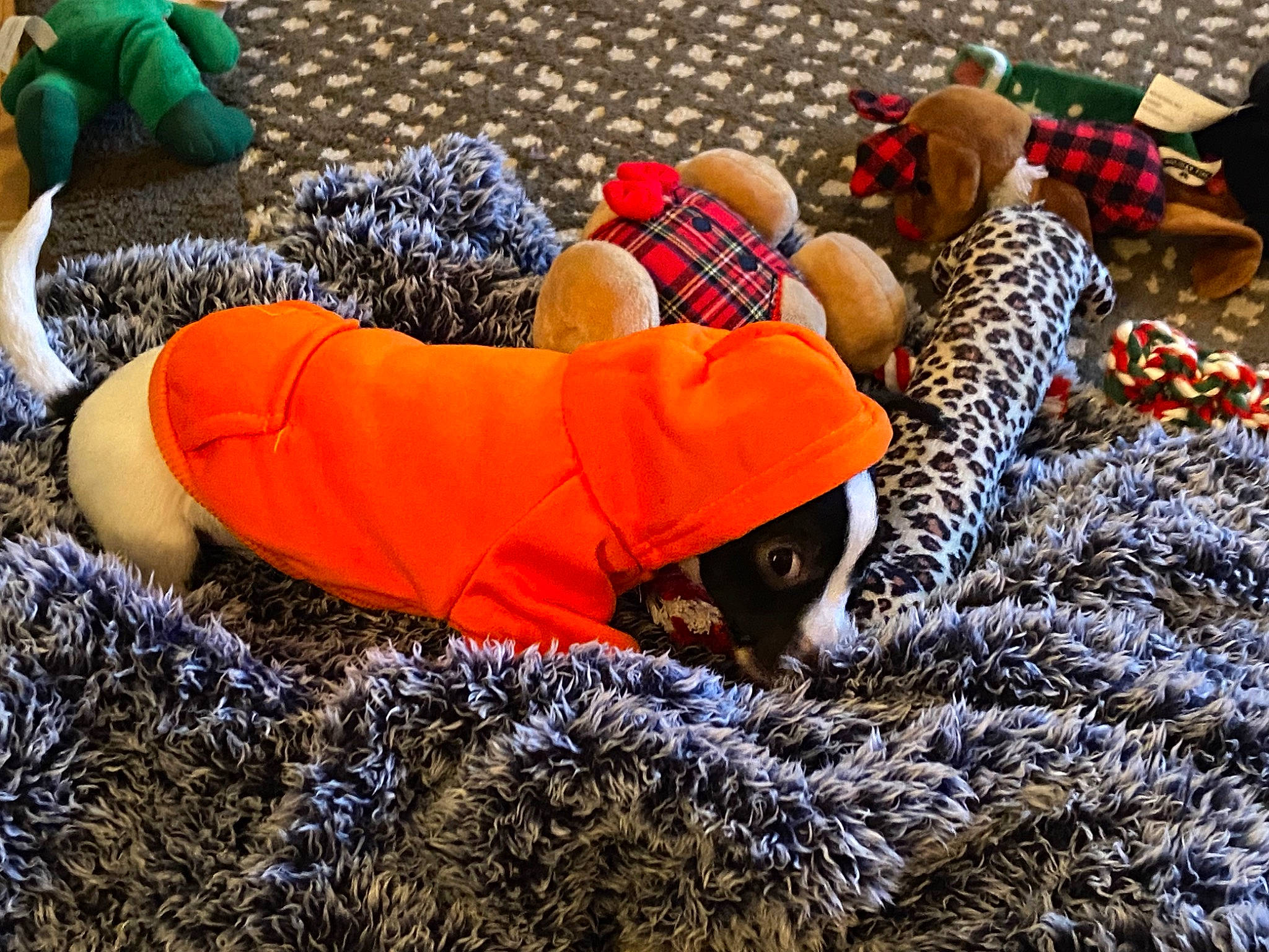 Bandit joined the competition — help win amazing prizes! child, comfort, freezing, fun, fur, grass, hat, landscape, leisure, linens, nap, pattern, people_in_nature, play, pumpkin, sitting, soil, tree, winter