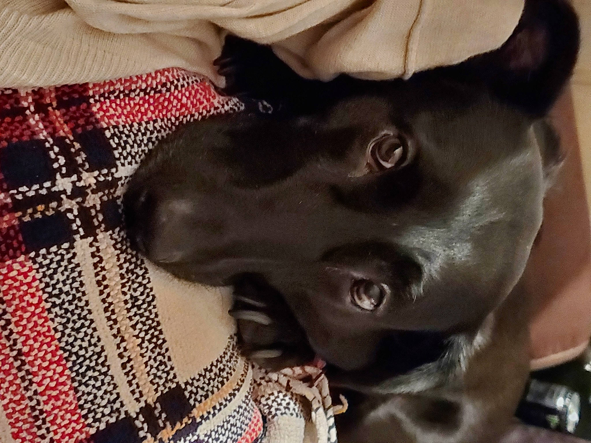 Lucy is registered to the contest to win money with this photo: carnivore, collar, companion_dog, dog, dog_breed, dog_collar, ear, fawn, fur, gesture, jaw, liver, pattern, plaid, selfie, snout, sporting_group, tartan, whiskers, working_animal