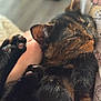 animal, cat, closeup, comfort, cozy, cute, domestic, fur, hand, indoor, nap, paw, person, pet, relaxed, resting, sleeping, soft, tortoiseshell, whiskers