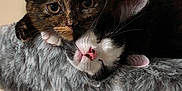 Took joined the competition — help win amazing prizes! animal, black_and_white_cat, cat, cat_tree, closeup, cozy, cute, ears, feline, furry, indoor, pet, pink_nose, playful, resting, sleeping, snuggling, soft_texture, tortoiseshell_cat, whiskers