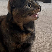 Took joined the competition — help win amazing prizes! animal, carpet, cat, closeup, couch, curious, cute, domestic, ears_up, eyes, feline, fur, home, indoor, looking_up, mouth_open, pet, sitting, tortoiseshell, whiskers