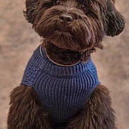 Milo is registered to the contest to win money with this photo: adorable, animal, blanket, blue_sweater, brown_fur, companion, cozy, curious, cute, dog, fluffy, furry, indoor, knitted_sweater, pet, portrait, puppy, sitting, small_dog, soft_background
