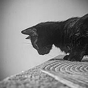 Ruby a rejoint le concours — aidez-le/la à gagner de superbes lots ! black_cat, cat, animal, pet, feline, fur, whiskers, ears, side_view, texture, black_and_white, monochrome, indoor, curious, looking_down, close_up, mammal, domestic_animal, quiet, still_life
