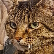 Lucky a rejoint le concours — aidez-le/la à gagner de superbes lots ! cat, tabby, close_up, feline, green_eyes, whiskers, fur, pet, animal, indoor, relaxed, portrait, cute, mammal, domestic, face, ears, nose, sleepy, cozy
