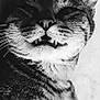 cat, tabby_cat, close_up, black_and_white, pet, animal, whiskers, fur, fangs, face, portrait, lying_down, shadow, texture, cute, mischievous, sleepy, domestic_cat, feline, indoor