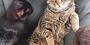 Lucky a rejoint le concours — aidez-le/la à gagner de superbes lots ! cat, tabby_cat, black_cat, pet, animal, feline, leather_couch, indoor, relaxing, cute, whiskers, ears, fur, sitting, companion, cozy, home, domestic_animal, two_cats, resting