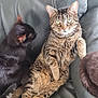 cat, tabby_cat, black_cat, pet, animal, feline, leather_couch, indoor, relaxing, cute, whiskers, ears, fur, sitting, companion, cozy, home, domestic_animal, two_cats, resting