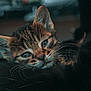 kitten, cat, tabby, black_cat, animal, pet, fur, whiskers, close_up, cute, snuggling, eyes, portrait, domestic_animal, mammal, young, sleepy, cozy, indoor, companions