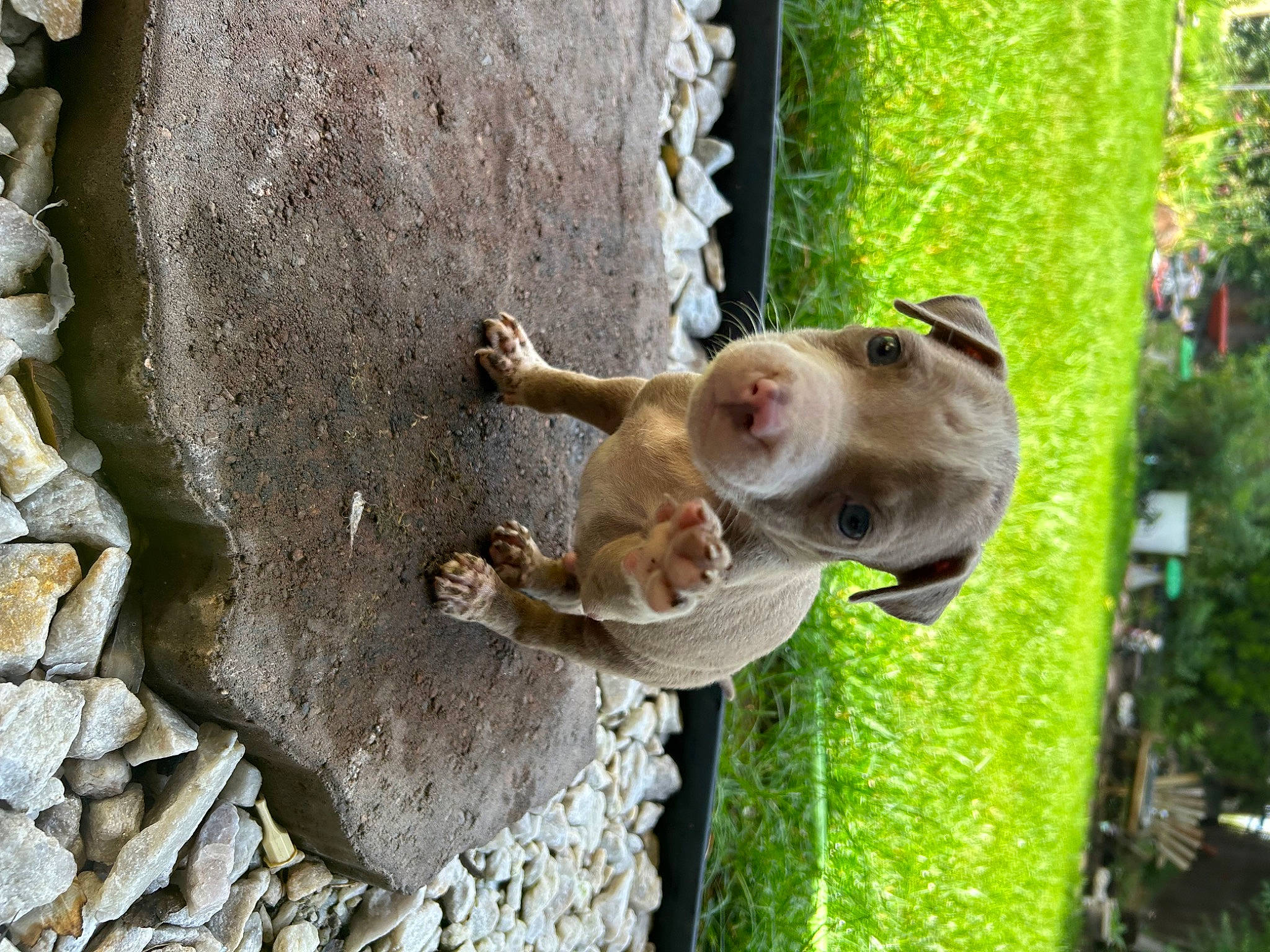 Rambo joined the competition — help win amazing prizes! canidae, fur, grass, leisure, macaque, plant, plant_stem, primate, rhesus_macaque, rock, snout, sporting_group, tail, terrestrial_animal, tree, trunk, wood