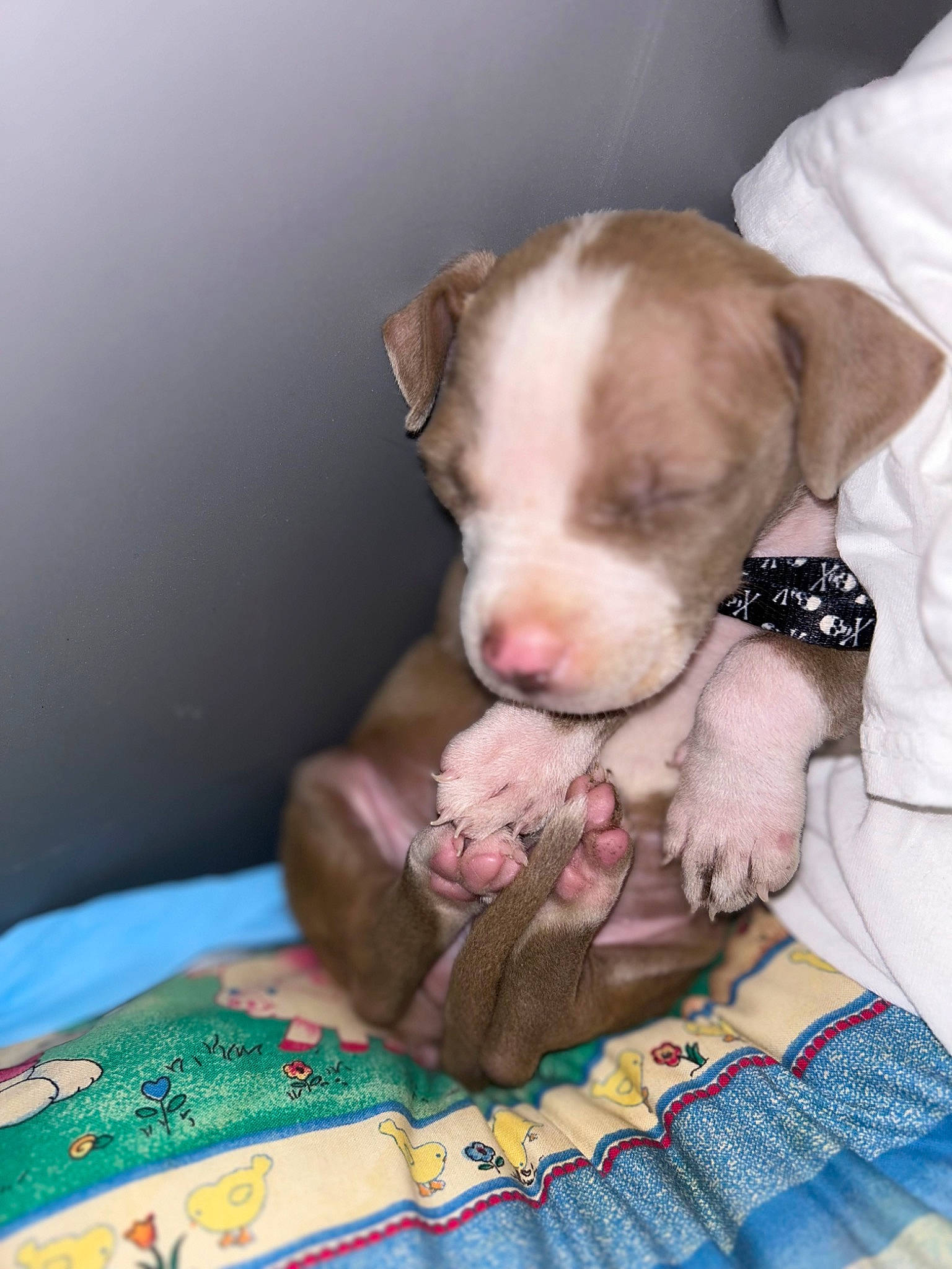 Rambo joined the competition — help win amazing prizes! canidae, carnivore, comfort, companion_dog, dog, dog_breed, fawn, fur, linens, liver, pattern, paw, pet_supply, puppy_love, snout, sporting_group, tail, toy_dog, whiskers, working_animal