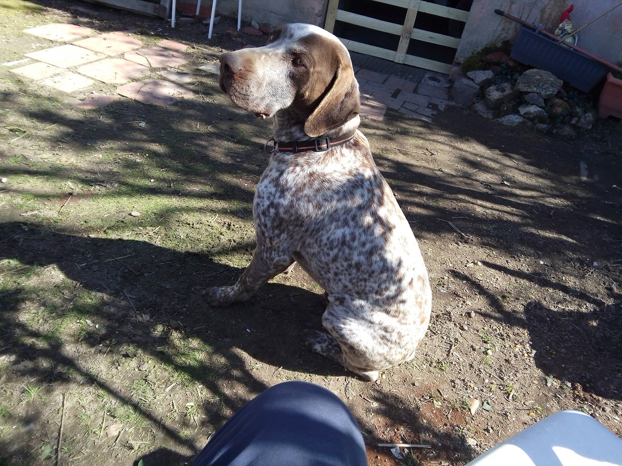 Pîrate a rejoint le concours — aidez-le/la à gagner de superbes lots ! automotive_tire, canidae, carnivore, companion_dog, dog, dog_breed, dog_collar, fawn, fender, grass, gun_dog, light, non_sporting_group, road_surface, shadow, snout, soil, sporting_group, tail, working_animal