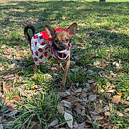 Cookie is registered to the contest to win money with this photo: dog, small_dog, chihuahua, dog_clothing, strawberry_pattern, grass, leaves, park, trees, daylight, sunny, outdoor, animal, pet, nature, cityscape, walking, cute, playful, canine