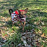 dog, small_dog, chihuahua, dog_clothing, strawberry_pattern, grass, leaves, park, trees, daylight, sunny, outdoor, animal, pet, nature, cityscape, walking, cute, playful, canine
