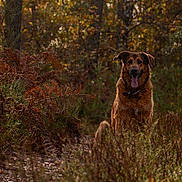 Aramis a rejoint le concours — aidez-le/la à gagner de superbes lots ! dog, forest, autumn, foliage, nature, outdoor, animal, pet, brown, happy, tongue_out, sitting, trees, sunlight, path, leaf, wildlife, canine, scenery, background
